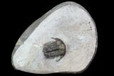 Cyphaspides Trilobite - Jorf, Morocco #102877-1